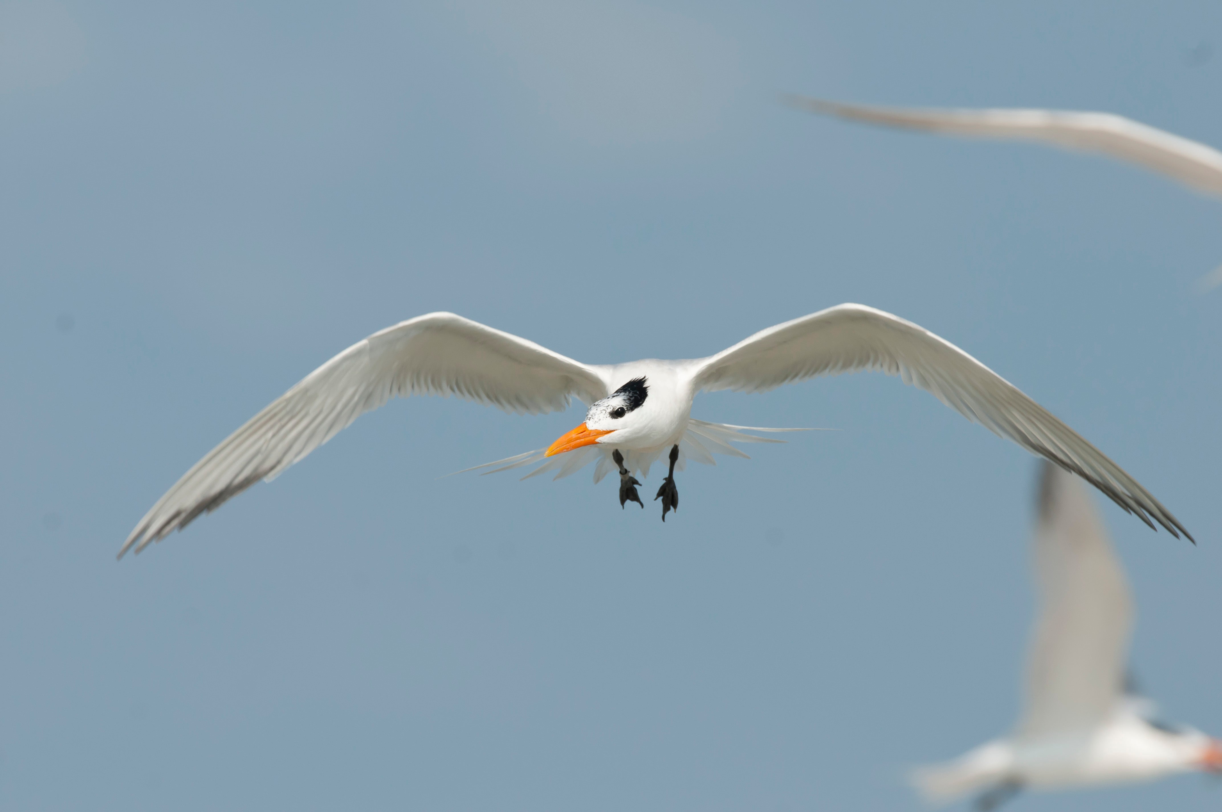 royal tern in flight